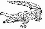 Coloring Crocodile Alligator Drawing Pages Kids Printable Baby Caiman Outline Print American Sketch Drawings Alligators Line Color Crocodiles Nile Pencil sketch template