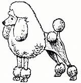 Poodle Coloring Pages Clipart Cartoon Poodles Dog Standard Draw Drawing Printable Skirt Size Cliparts Drawn Print Clip Template Library Sheets sketch template