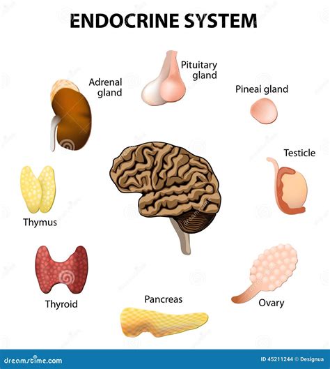 endocrien systeem vastgestelde pictogrammen vector illustratie illustratie