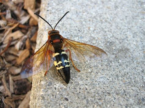 fabulously intriguing facts  great black wasps animal sake