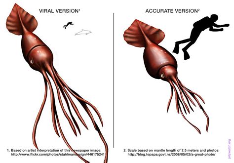 How Big Is A Colossal Squid Really Deep Sea News
