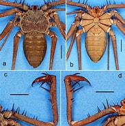 Image result for "heterorhabdus Robustus". Size: 183 x 185. Source: www.researchgate.net