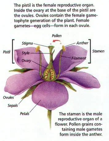 male  female flower parts hort  plant growth  development primary plant conan cornish