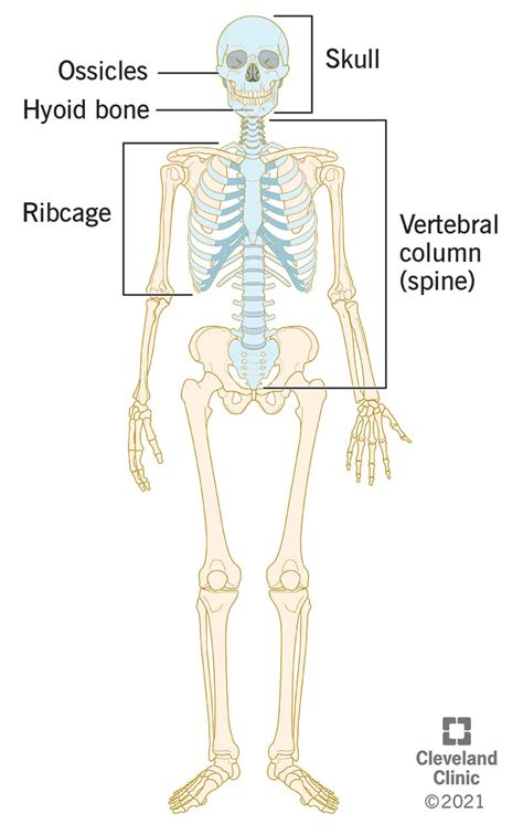 fixation   upper limb bones   axial skeleton human anatomy