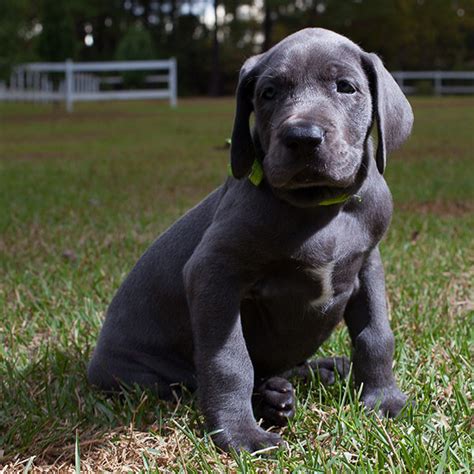 1 Great Dane Puppies For Sale In Florida Uptown