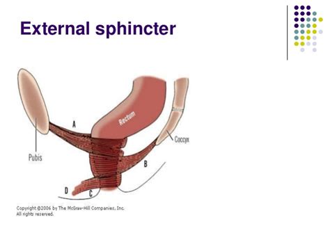 penetration of the sphincter other hot videos