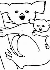 Koala Coloring Pages Color Koalas Baby Animal Sheet Drawing Animals Bear Printable Kids Print Panda Wombat Getdrawings Clipart Popular sketch template