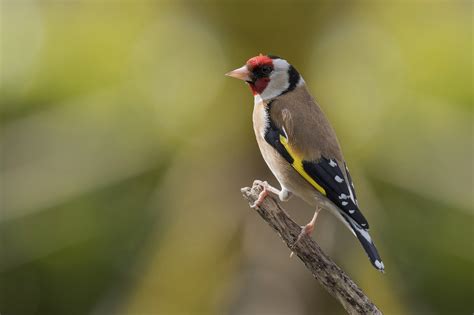 animal goldfinch hd wallpaper  neil burnell
