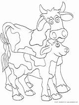 Cow Calf Coloring Pages Kinderart Print Getcolorings Printable sketch template