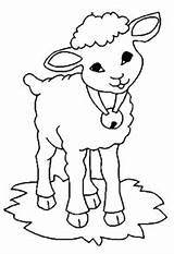 Sheep Coloring Pages Preschool Colouring Printable Bell sketch template