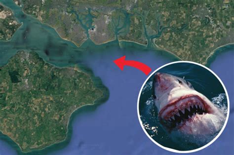 Great White Shark Hunting Off Britain Prompts Hayling