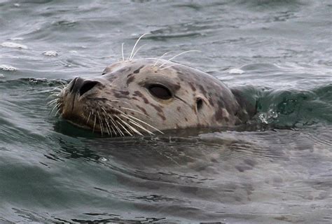 wavy whiskers  seals incredible hunters nature world news