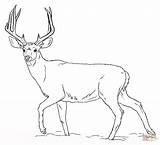 Coloring Deer Mule Pages Buck Drawing Printable Draw Kids Paper sketch template