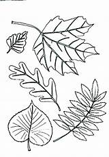 Coloring Pages Types Clip Leaf Line Different Getcolorings Getdrawings Clipground sketch template