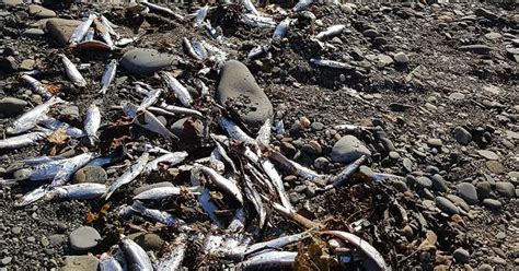 piles  dead fish   spotted  beaches  wales     days wales
