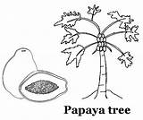 Papaya Tree Coloring Fruit Pages sketch template
