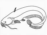Ikan Lele Mewarnai Catfish Poisson Sum Ryba Sketsa Kolorowanka Coloringbay Menggambar Hewan Druku Tawar Hias Pintar Binatang Cupang Malowankę Wydrukuj sketch template