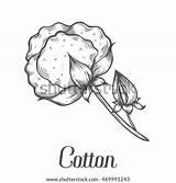 Cotton Plant Drawing Coloring Gin Sketch Boll Simple Illustration Drawn Vector Bud Engraved Branch Ink Leaf Hand Template Drawings Shutterstock sketch template