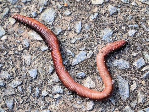 annelid earthworm smabs sputzer   flickr