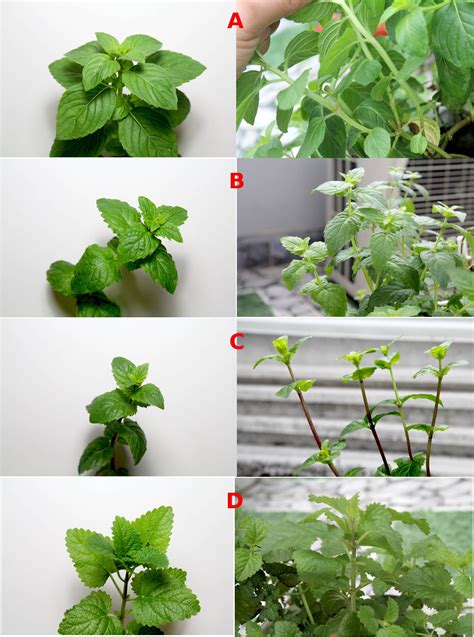 identification identifying types  mints   garden gardening
