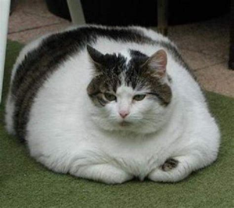 fat cats awesome photographs pets cute  docile