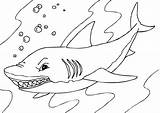 Hai Malvorlage Shark Herunterladen sketch template