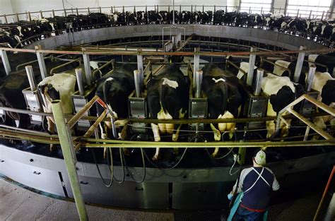 In Immigration Debate A Focus On New York Dairy Farmers The New York