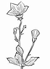 Chinese Coloring Platycodon Grandiflorus Bellflower Flower Pages Drawing Printable Drawings Flowers Line Categories Supercoloring Getdrawings Choose Board sketch template
