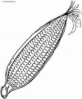 Corn Cob Coloring Pages Color Vegetable Printable Outline Getcolorings Visit Plant Getdrawings sketch template