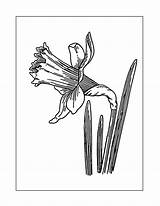 Daffodils sketch template