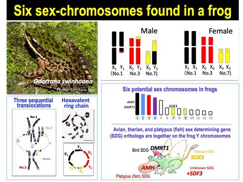 frog with six sex chromosomes provides clues to evolution of complex xy