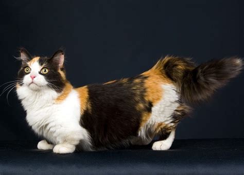 munchkin cat cat breeds encyclopedia