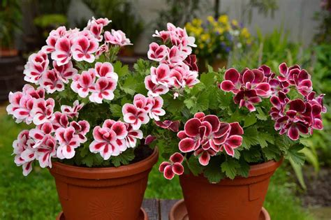 geranium care   grow  care  geraniums  pots hort zone