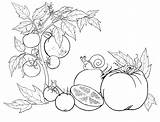 Coloring Tomatoes Pages Tomato Vegetables Plants Print Carrot Color Colorator Gif sketch template