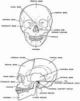 Skull Anatomy Human Skeletal System Bones Head Skeleton Front Side Body Study Guide Figure Face Neck Basic Medical Manual Student sketch template