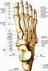 足の骨と関節 に対する画像結果.サイズ: 68 x 100。ソース: m-r-g.jp