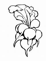 Radish Coloring Pages Color Print Vegetables Getcolorings Printable sketch template