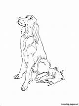 Setter Irish Coloring Pages Getcolorings sketch template