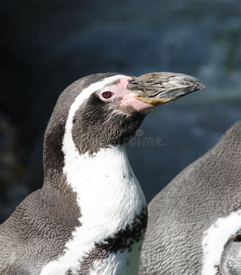 penguin face stock photo image  nose nature bird