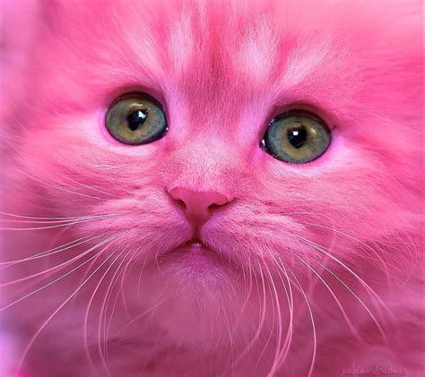pin  franci evans whitcum  pink pink kittens cutest pretty cats