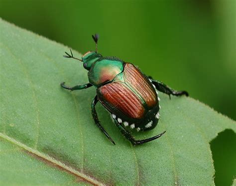 natural ways  save  garden  japanese beetles