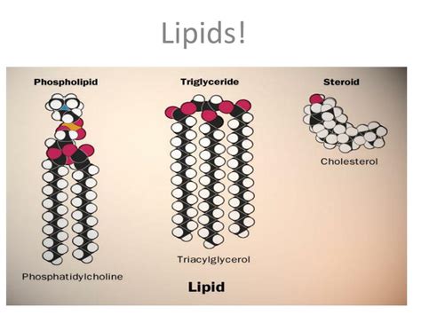 Ppt Chapter 5 Macromolecules Lipids Powerpoint Presentation Free