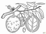 Durian Coloring Pages Tree Seed Lemon Drawing Mango Sketch Cross Section Branch Fruit Cranberry Seeds Fruits Trees Printable Almond Getcolorings sketch template