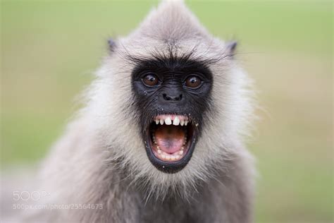 photograph angry monkey  liliya melnik  px