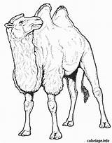 Chameau Camello Camelo Camel Colorat Colorier Planse Camellos Desene Egypte 1665 Bactriano Animale Salbatice Camels Supercoloring Camile sketch template