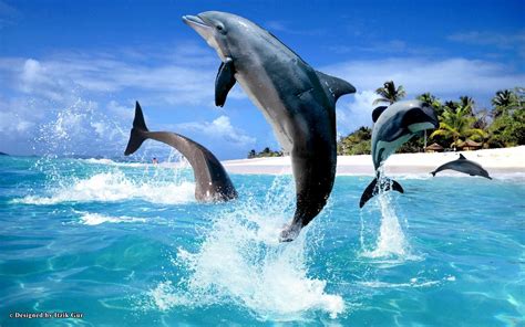 animal dolphin hd wallpaper  itzik gur