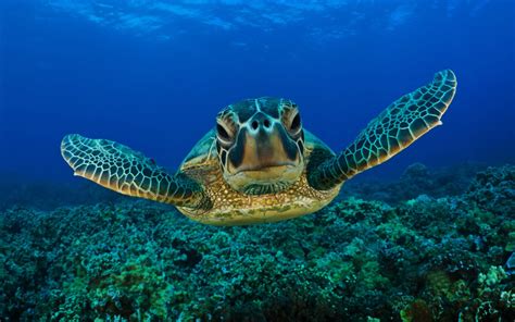 rules   jungle sea turtle pictures