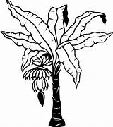 Banana Tree Drawing Clipart Library Outline Plant Clip sketch template
