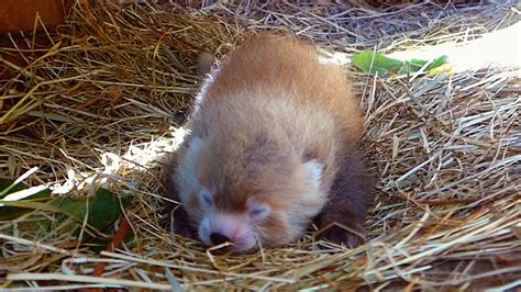 rare red panda born  dutch zoo  press  jacksonville