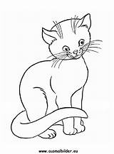 Katze Katzen Ausmalbild Ausmalen Malvorlage Malen Haustiere sketch template